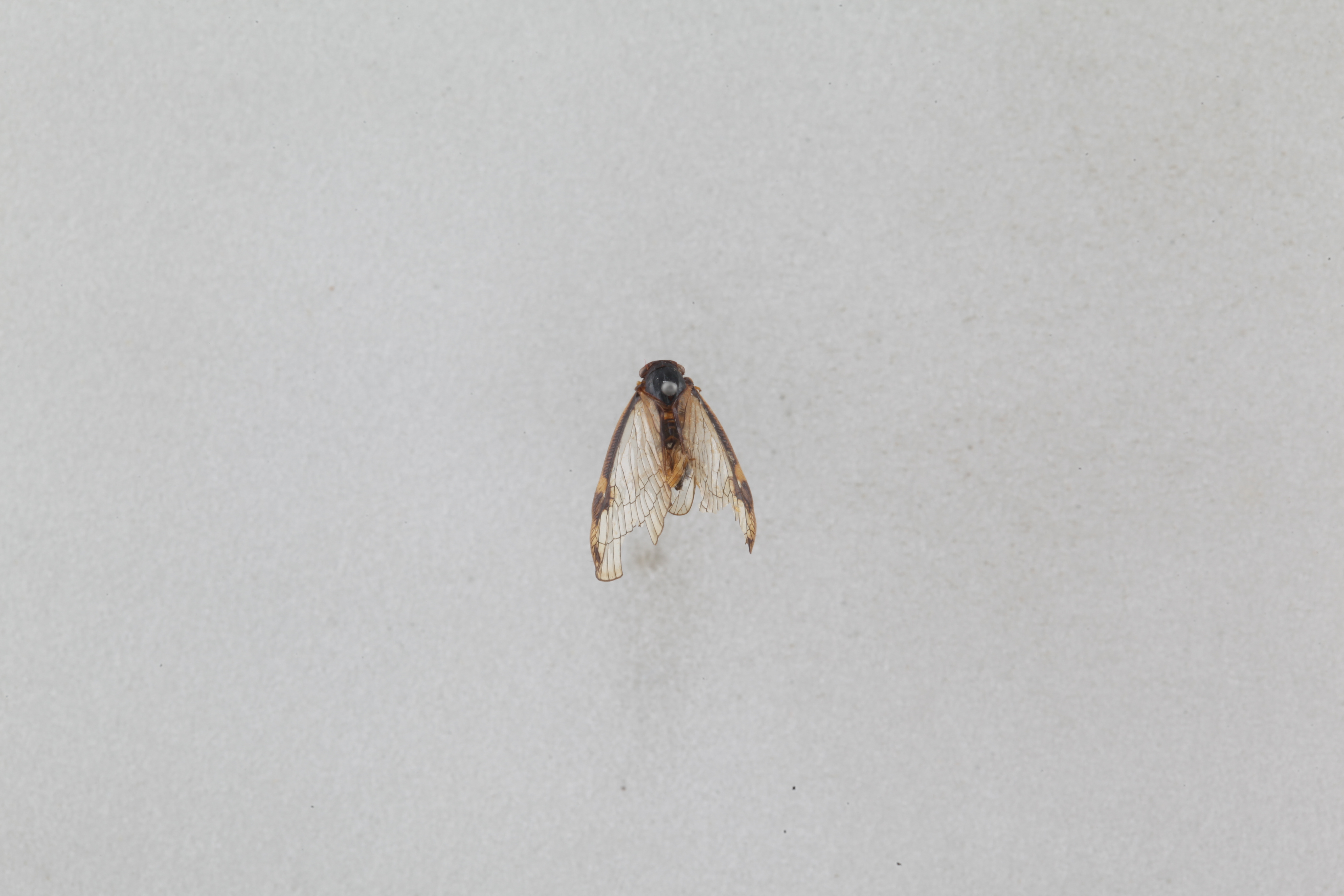 신부날개매미충 (10).JPG