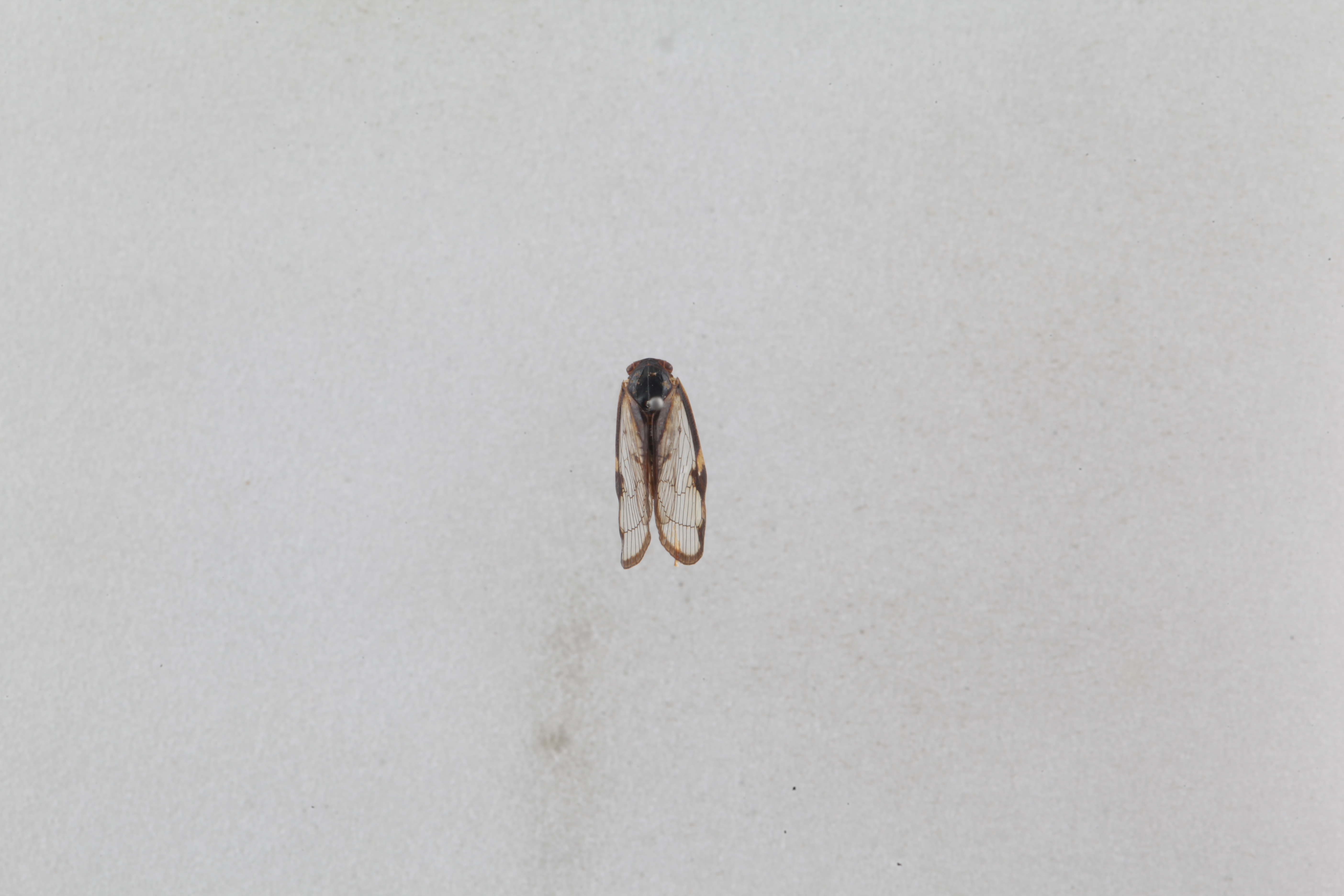 신부날개매미충 (14).JPG