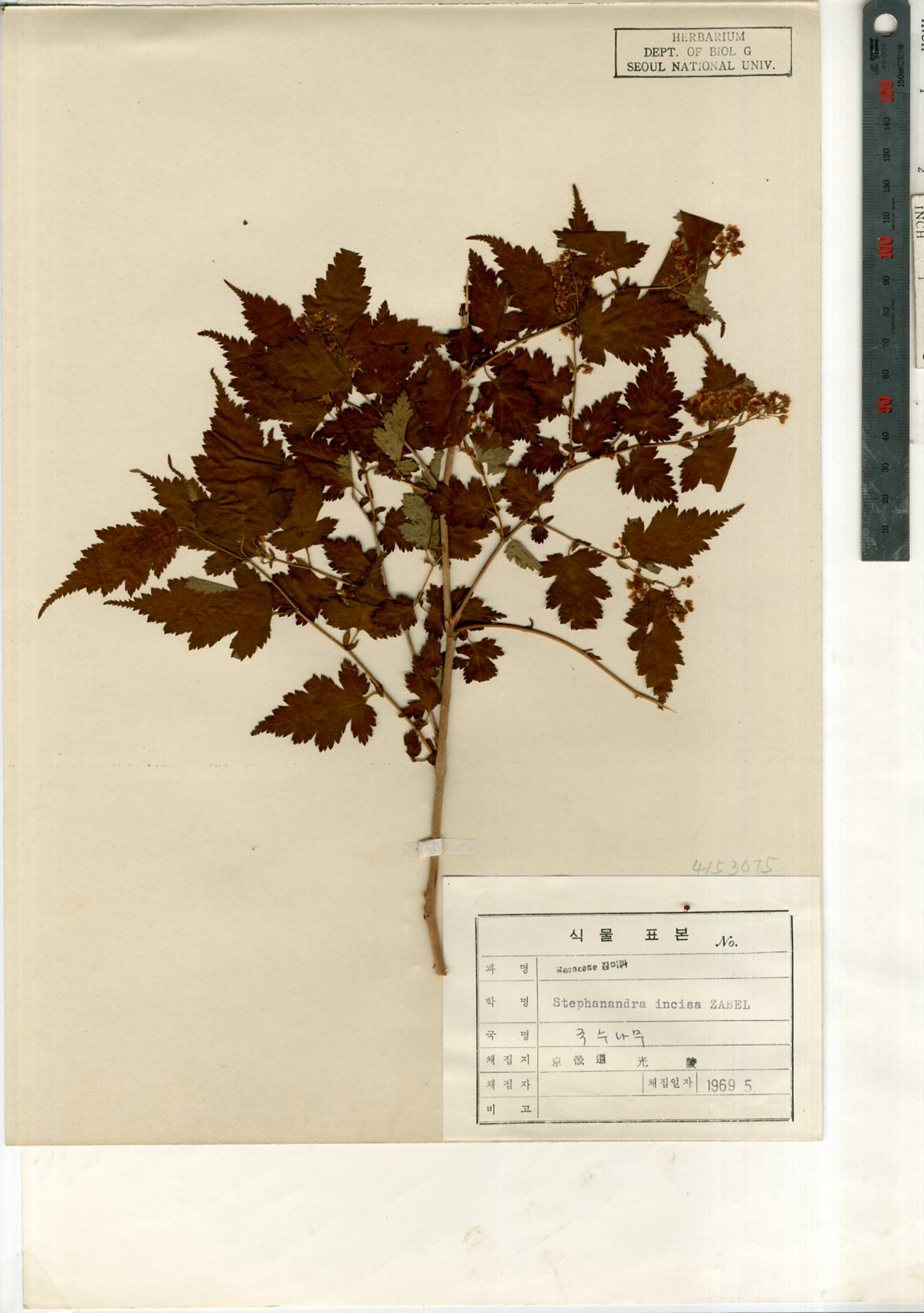 식물표본92.JPG