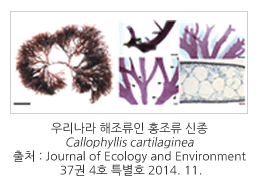 자생생물 조사·발굴 관련 이미지입니다. 우리나라 해조류인 홍조류 신종 Callophyllis cartilaginea / 출처 : Journal of Ecology and Environment 37권 4호 특별호 2014. 11.