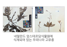 고유생물자원 해외 반출소장 현황 분석 관련 이미지입니다. / 네덜란드 암스테르담식물원에 식재되어 있는 우리나라 고유종